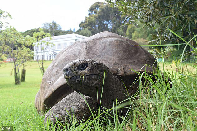 World's oldest known tortoise, 193, is alive and well: News of Jonathan ...