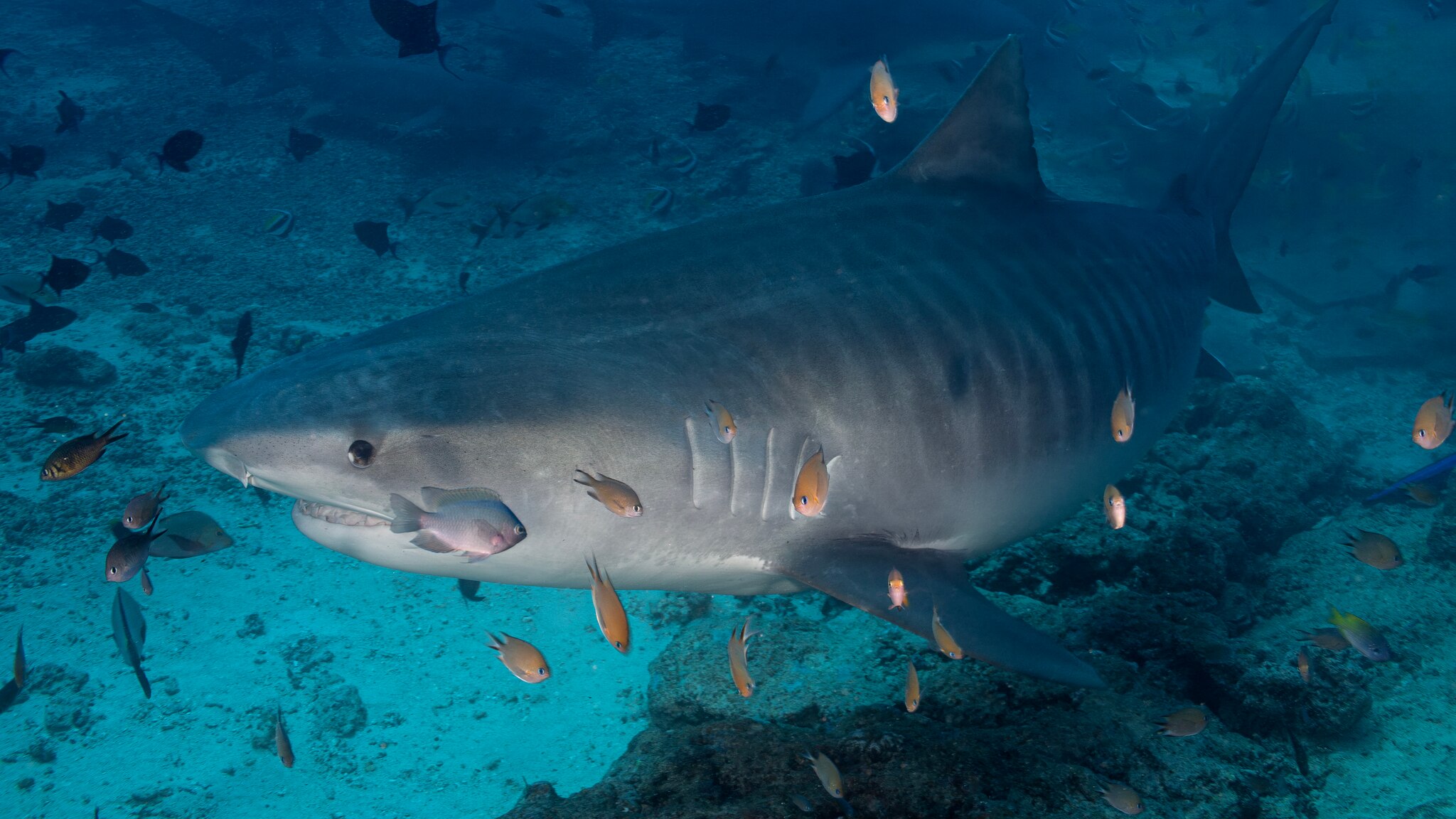 Relocating tiger sharks may reduce short-term risk of shark bites ...
