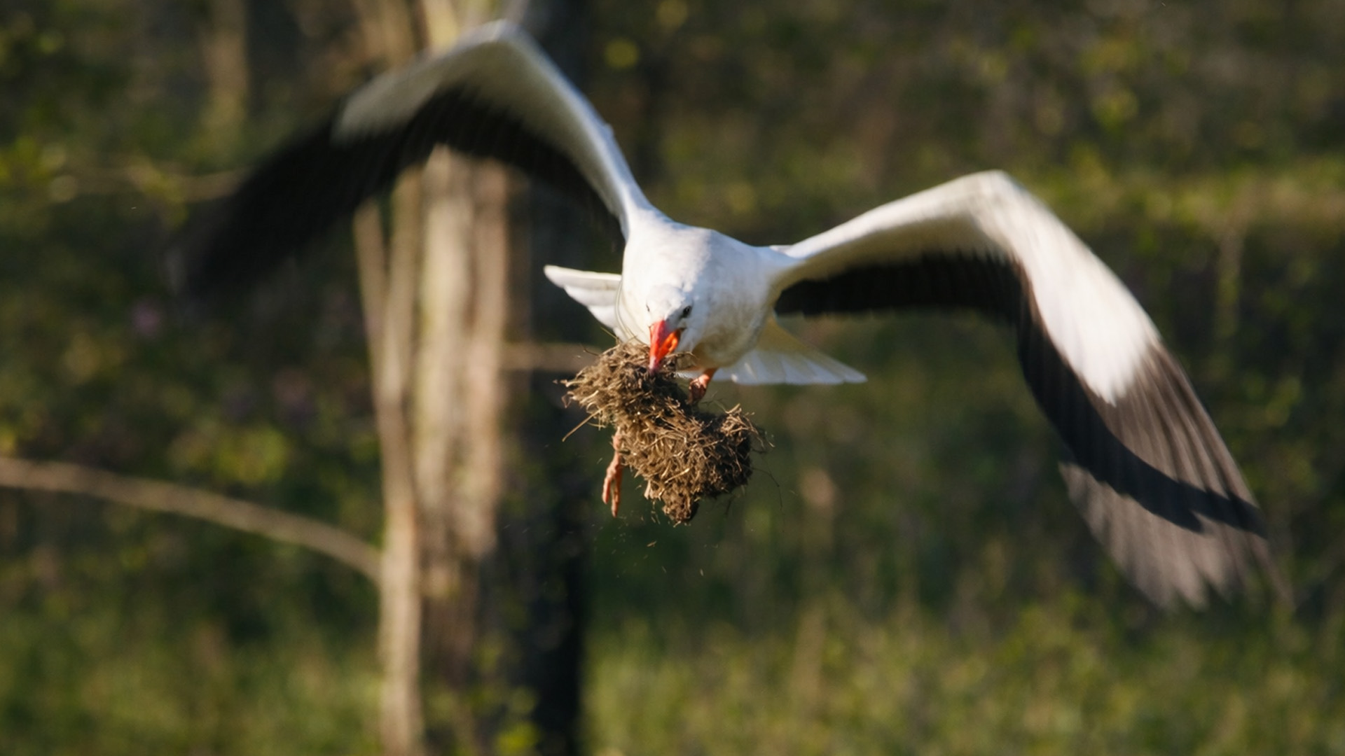 This camera trap shows a stork returning with nesting supplies