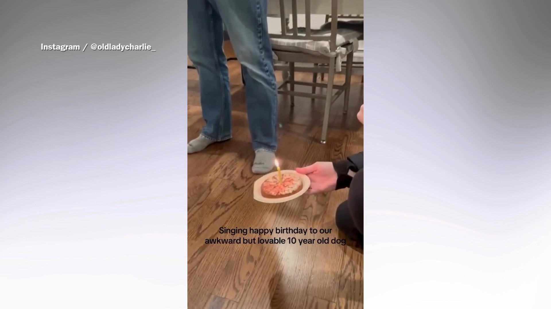 Senior Dog’s ‘Awkward’ Reaction To Birthday