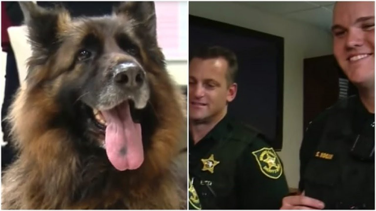 When cops leapt into a canal to save this dog, they didn’t realize she ...