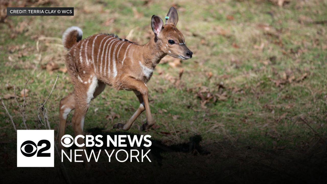 New baby animals now at Bronx Zoo