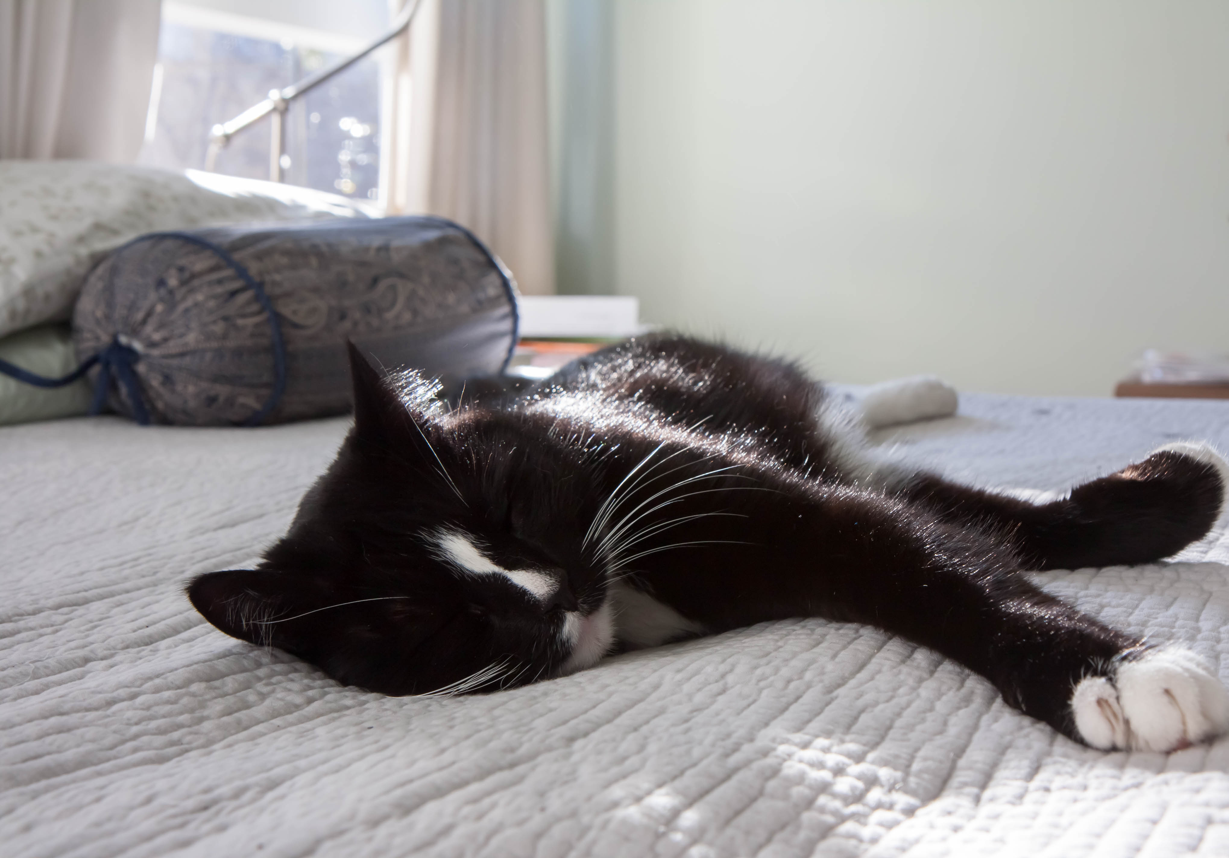 Shelter said cat was unsocial, her nightly routine tells a different story