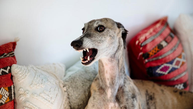 Why dogs never bite 