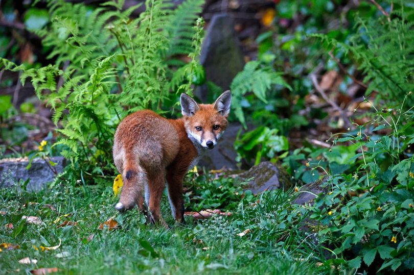 Foxes, cats and rats will stay away from gardens with 39p natural repellent
