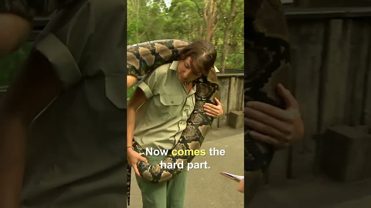 Wrangling a 290 lbs python