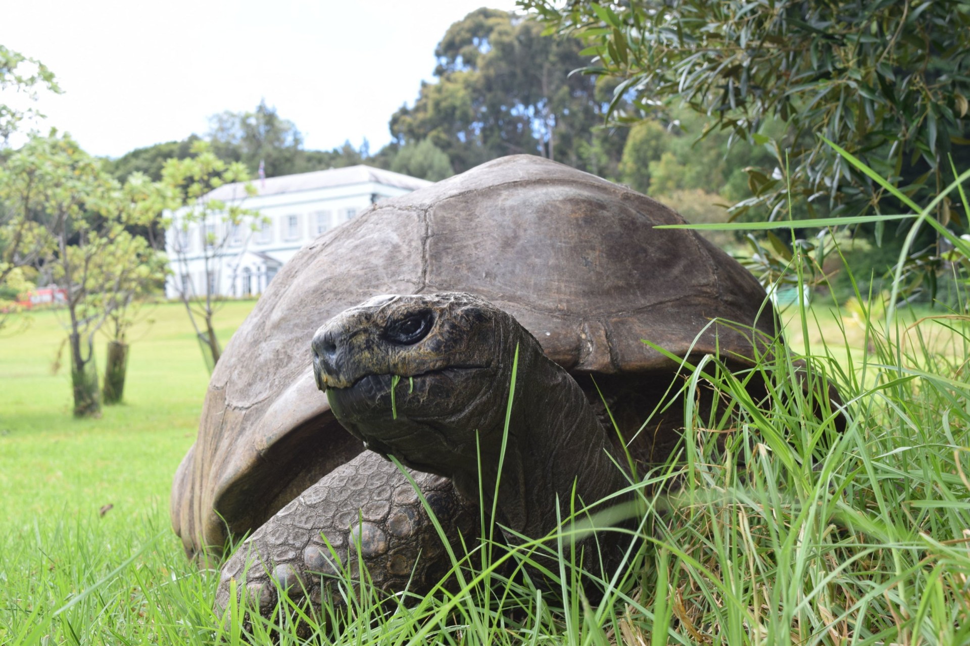 World’s oldest tortoise falls victim to cruel death hoax<br><br>