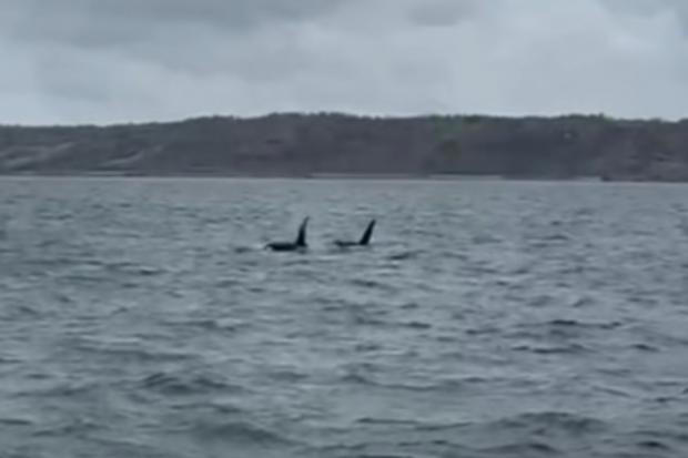 Unbelievably rare sighting of two orcas in Cornwall