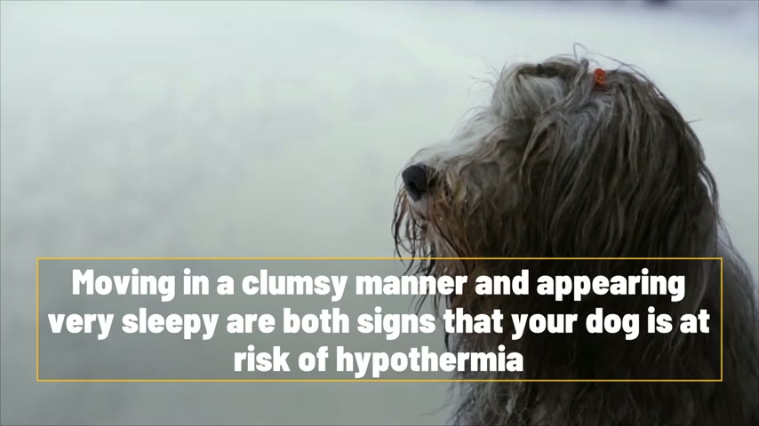 How to tell if your dog is too cold