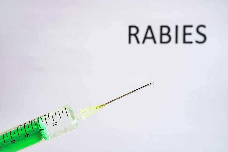 Rabies isn't gone - and recent cases show why vaccinations still matter
