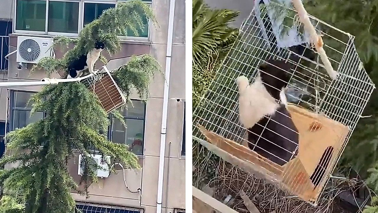 Family makes clever contraption to save cat trapped in tree for 3 days