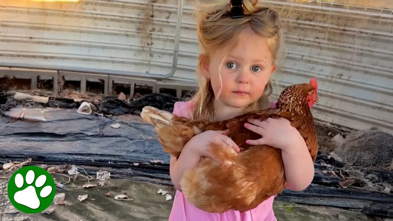 Brave 3-year-old rescues chicken