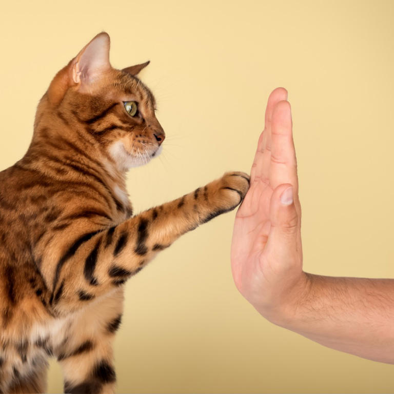 สื่อญี่ปุ่นชี้ไทยเข้าสู่ Cat Economy คาดตลาดพุ่งแสนล้านปี 2026