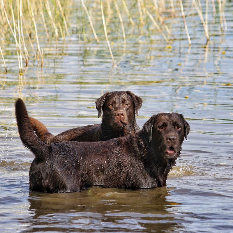 17 dog breeds that build patterns so precise they feel almost intentional