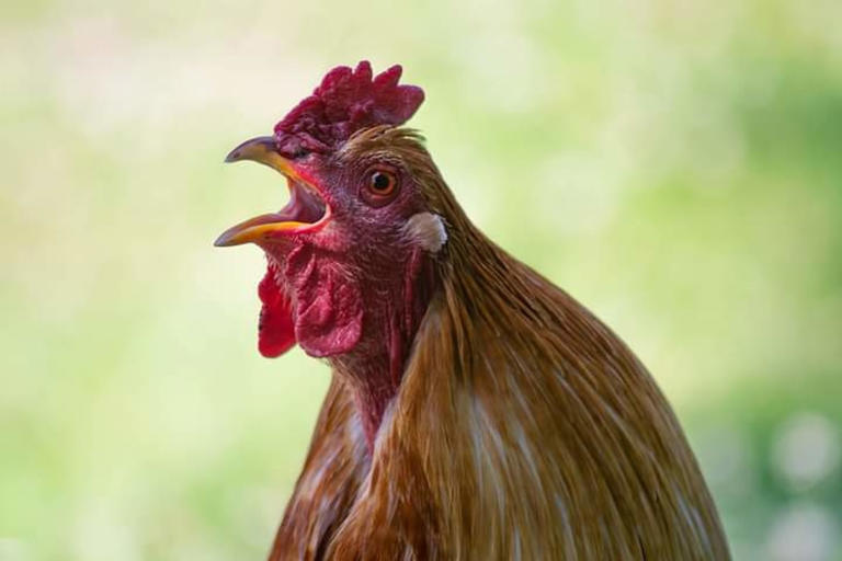 Hilarious rooster chases a woman in the neighborhood in Ring video