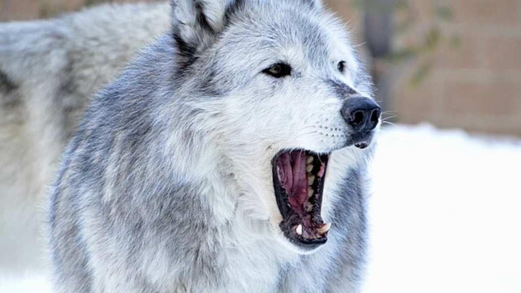 Scientists warn Yellowstone wolves could be approaching a crisis