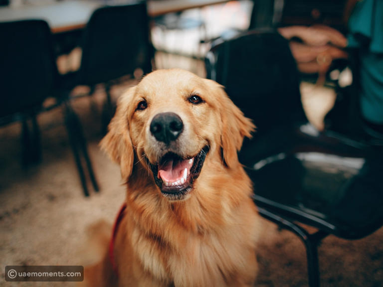 15 fun facts about dogs & their puppies