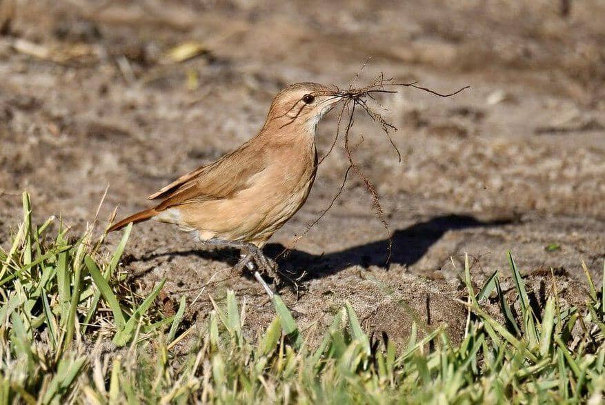 5 Fakta Menarik Burung Hornero, Tukang Bangunan Paling Terampil di Dunia Burung 2 AA1ZaCoN