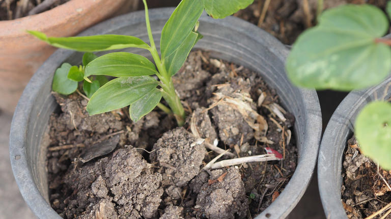 Yes, you can reuse compost from pots and here's how