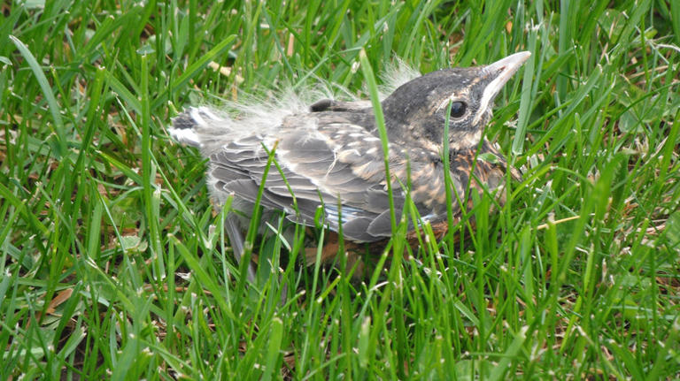 What to do if you find a baby bird lying in your yard