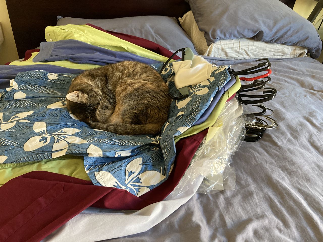 A cat curled up sleeping on a bed covered with folded clothes and hangers