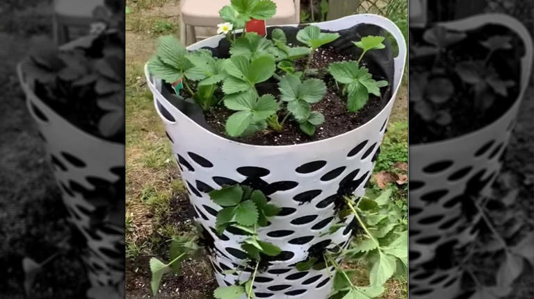 8 of the best plants to grow in a laundry basket vegetable garden