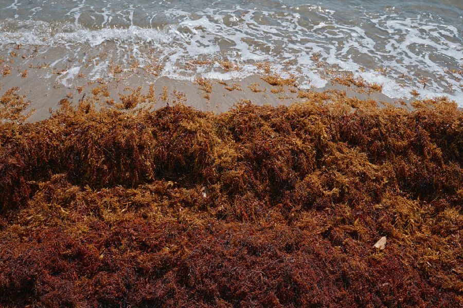 AA1ZaNfu Sargassum Surge: Which Beaches Will Face the Worst Impact in 2026?