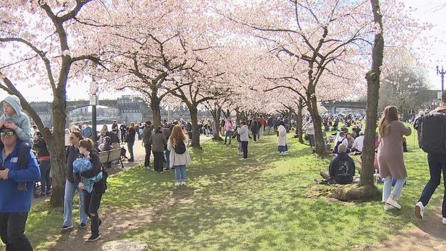 AA1ZaTtY Portland's Cherry Blossom Legacy and Prime Viewing Time