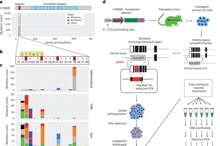 Not all cancer mutations are equal: Mutation strength in a single gene ...