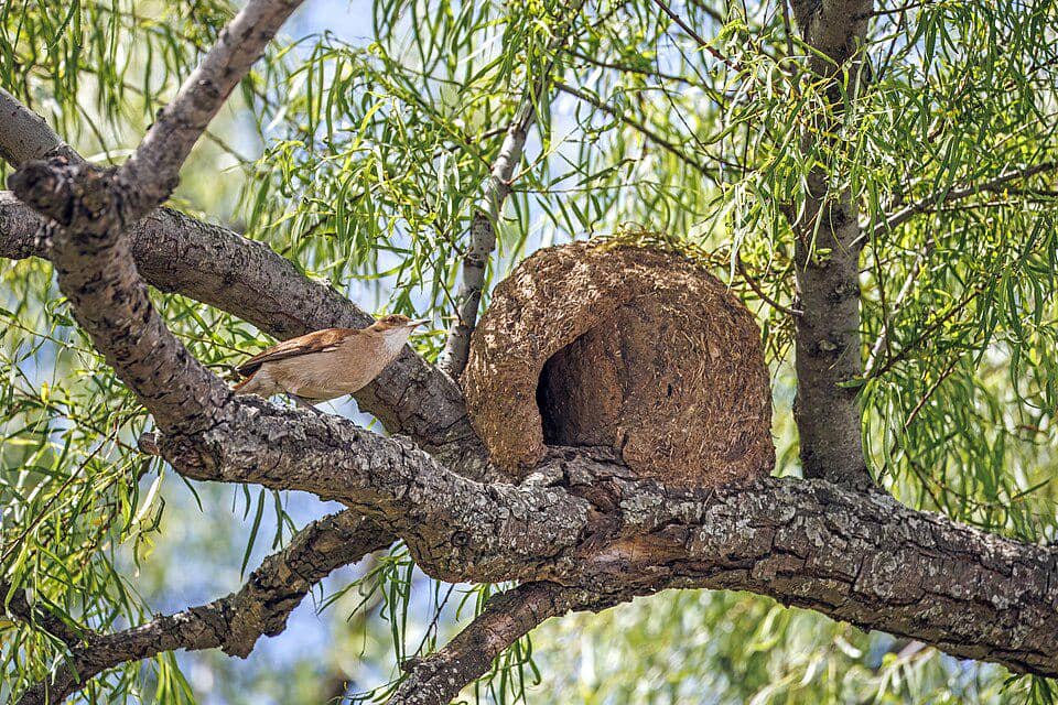 5 Fakta Menarik Burung Hornero, Tukang Bangunan Paling Terampil di Dunia Burung 4 AA1ZadoI