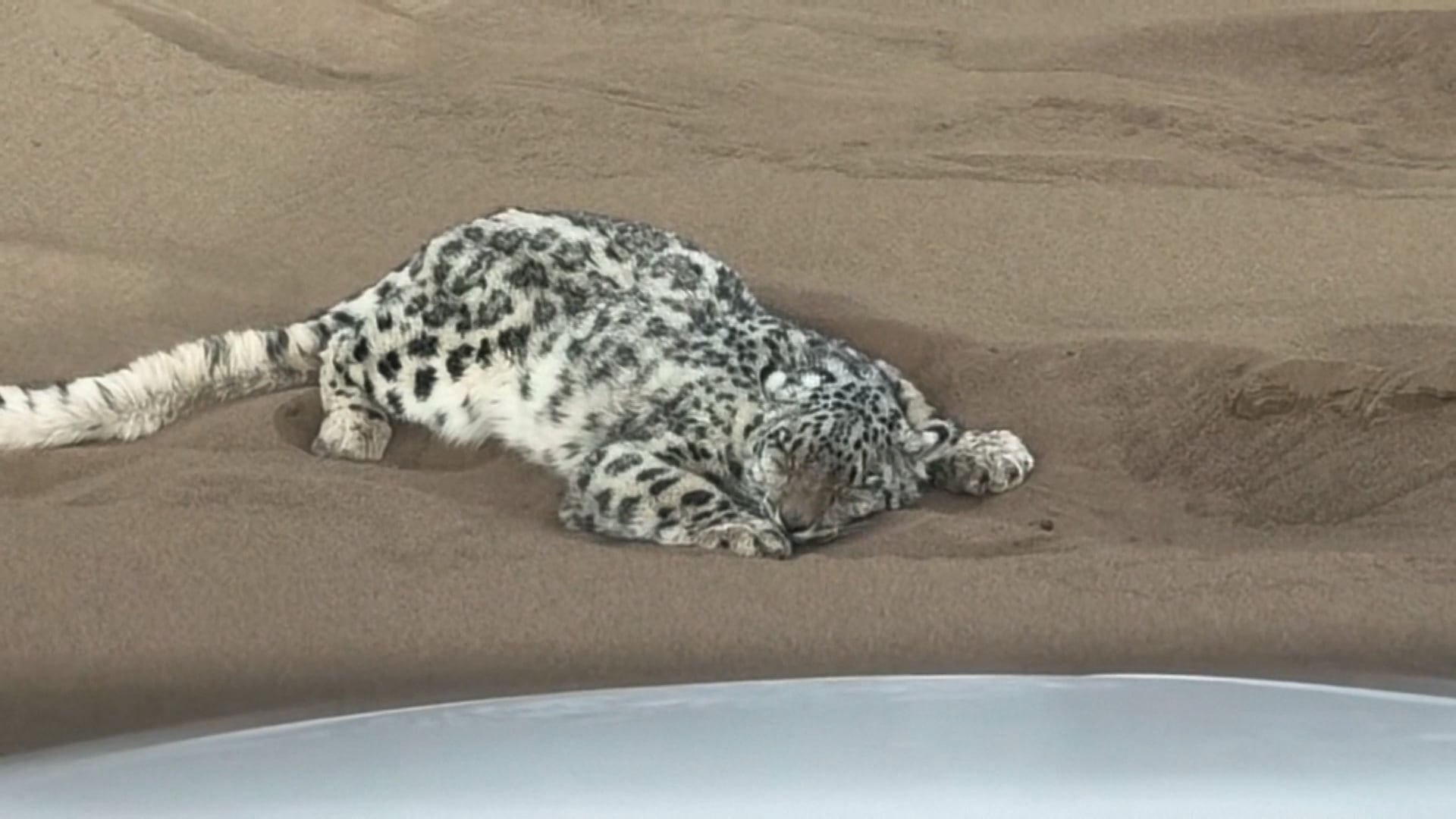 Snow leopard rescued from Xinjiang desert