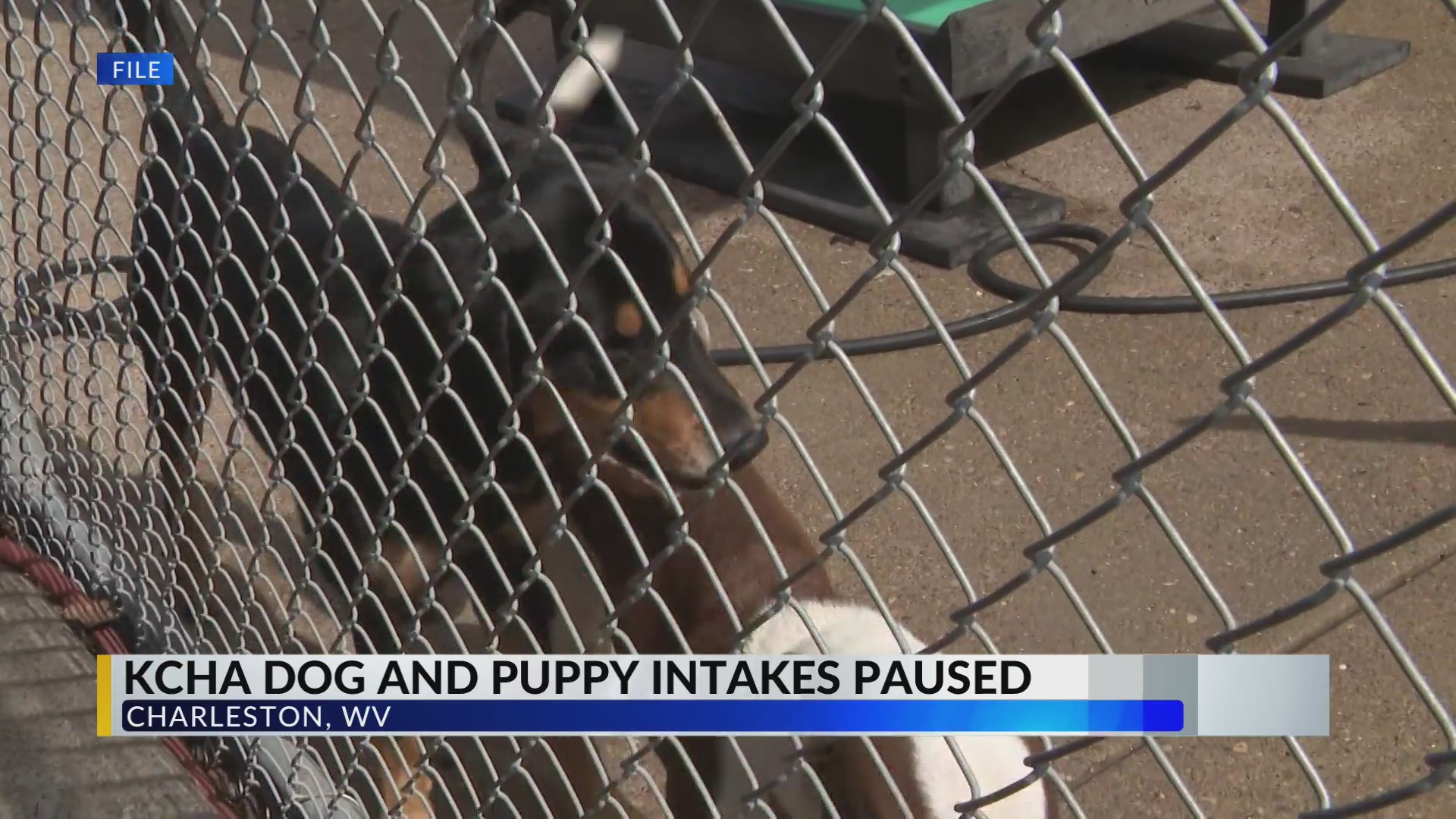 Kanawha-Charleston Humane Association distemper outbreak forces pause on dog intakes<br>
