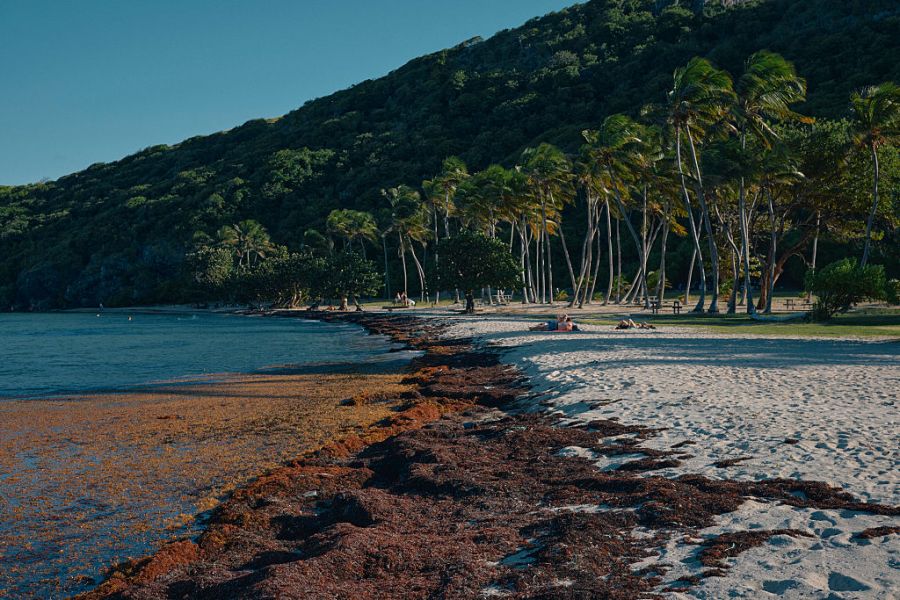 AA1ZaqrX Sargassum Surge: Which Beaches Will Face the Worst Impact in 2026?