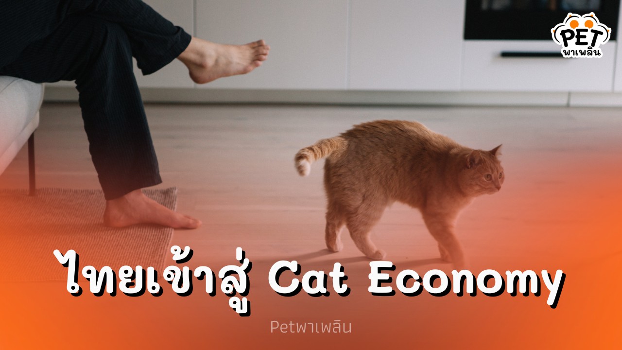 สื่อญี่ปุ่นชี้ไทยเข้าสู่ Cat Economy คาดตลาดพุ่งแสนล้านปี 2026