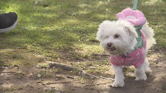 AA1ZawTh Portland's Cherry Blossom Legacy and Prime Viewing Time