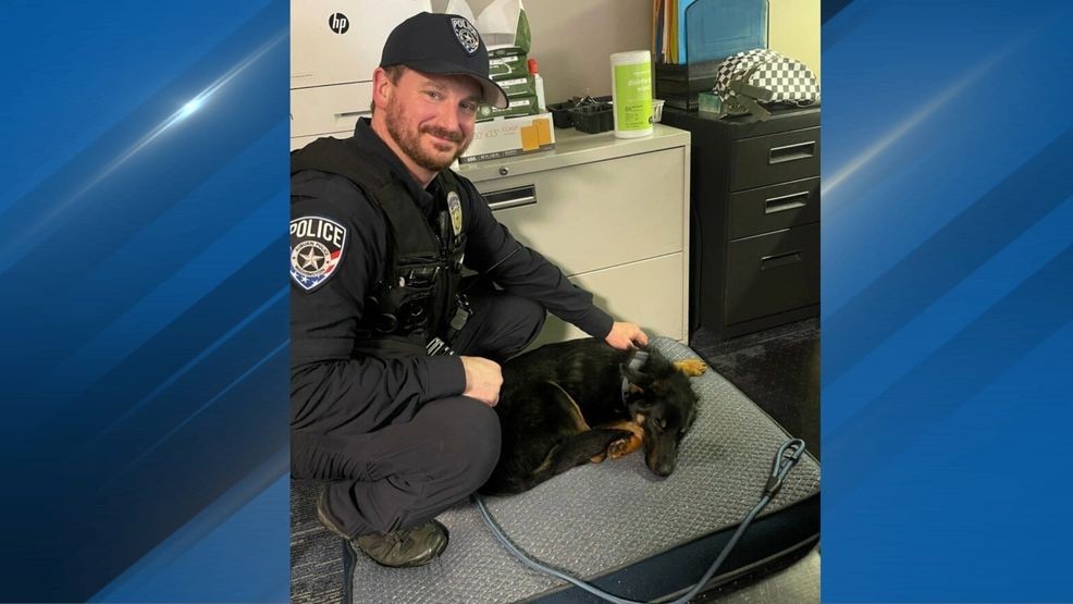 Dog found tied to fence in rain finds home with Auburn officer who ...