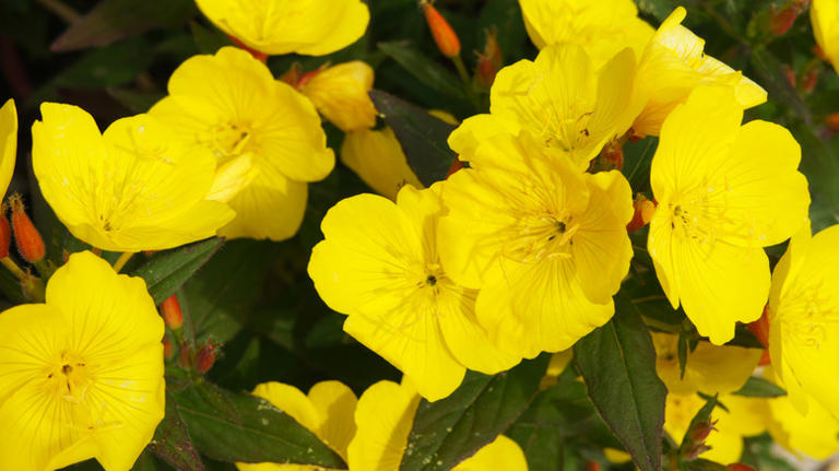 Plant this sun-loving perennial for a more colorful and vibrant flower