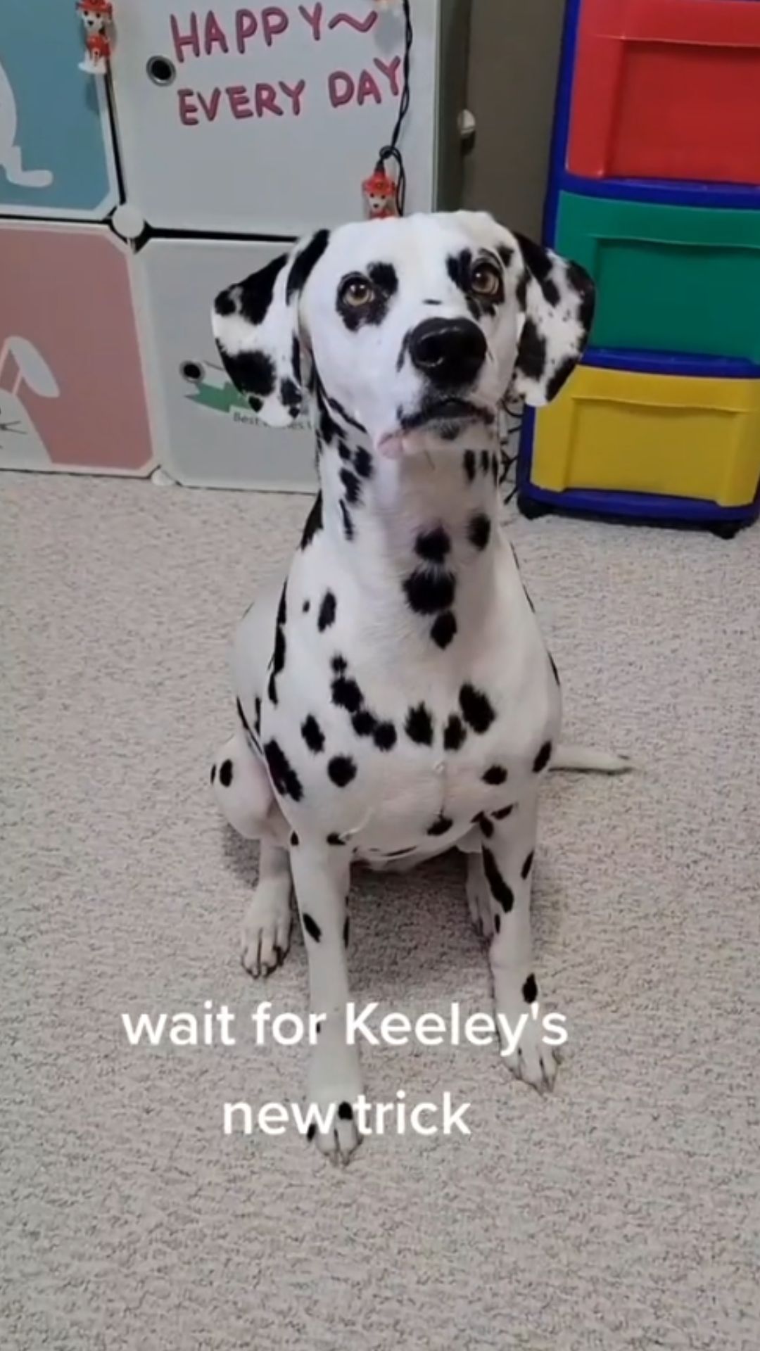 Sweet Dog Training Moment Keeleys New Trick Revealed