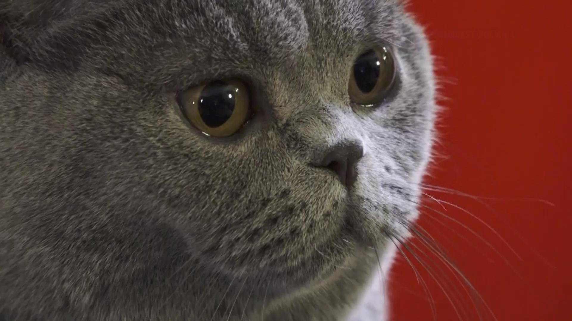 Romania hosts SofistiCat feline expo with more than 200 cats competing ...