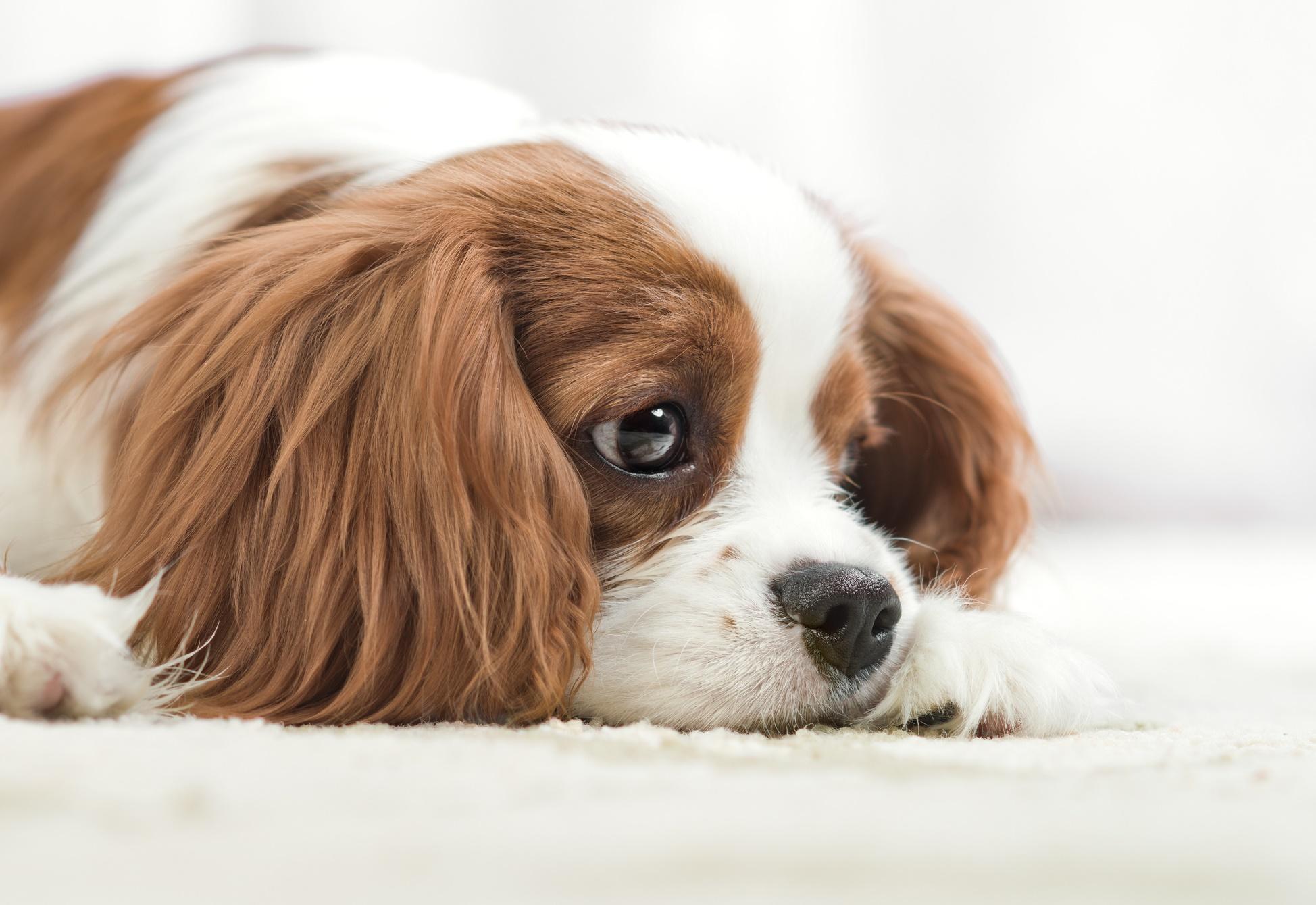 La cagnolina che non lascia il suo cucciolo morto: una scena straziante ...