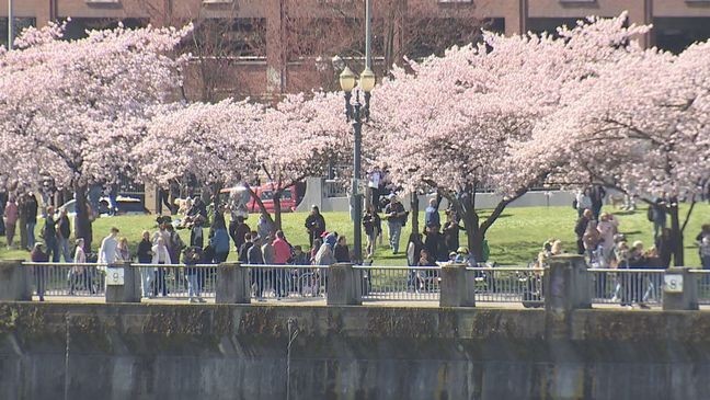 AA1ZbaE4 Portland's Cherry Blossom Legacy and Prime Viewing Time