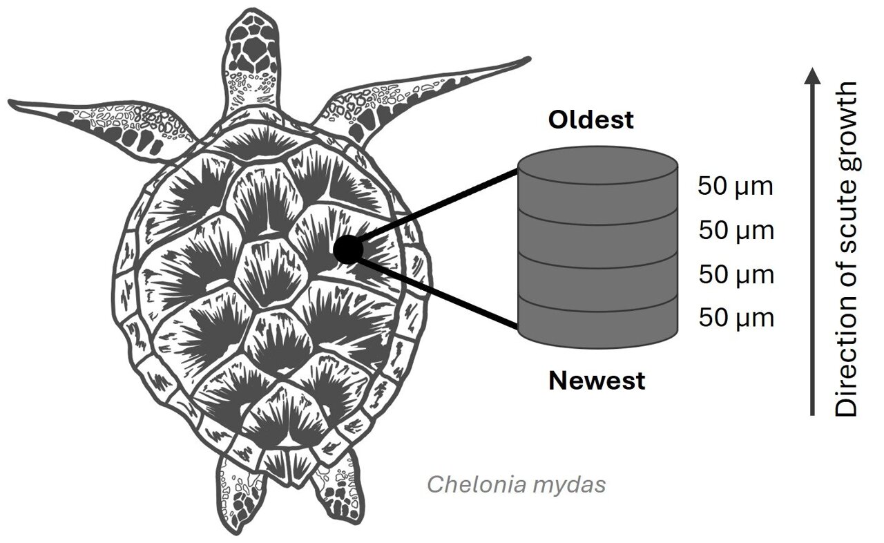 Sea turtle shells reveal hidden records of ocean change