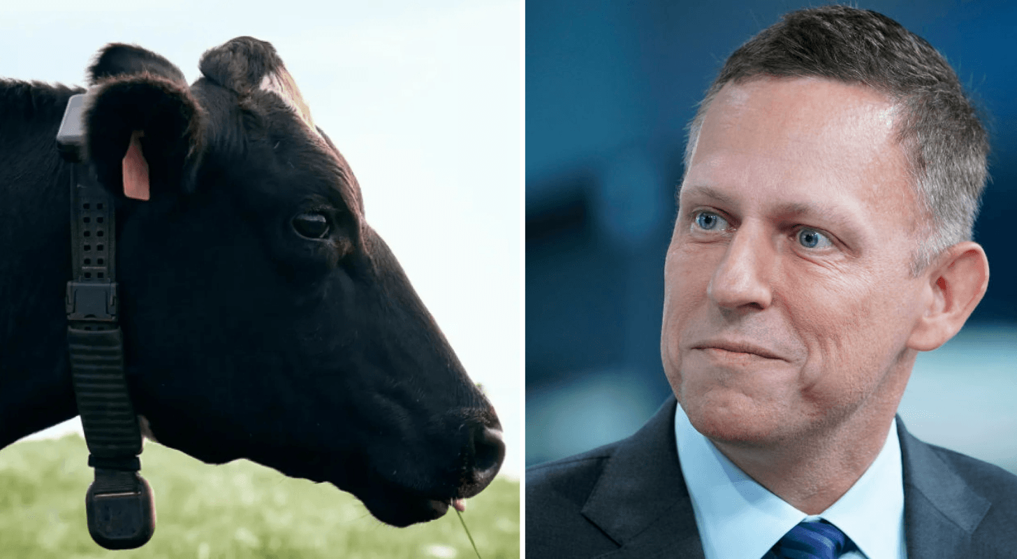 Peter Thiel is betting big on a $2B AI cow collar startup powered by ...
