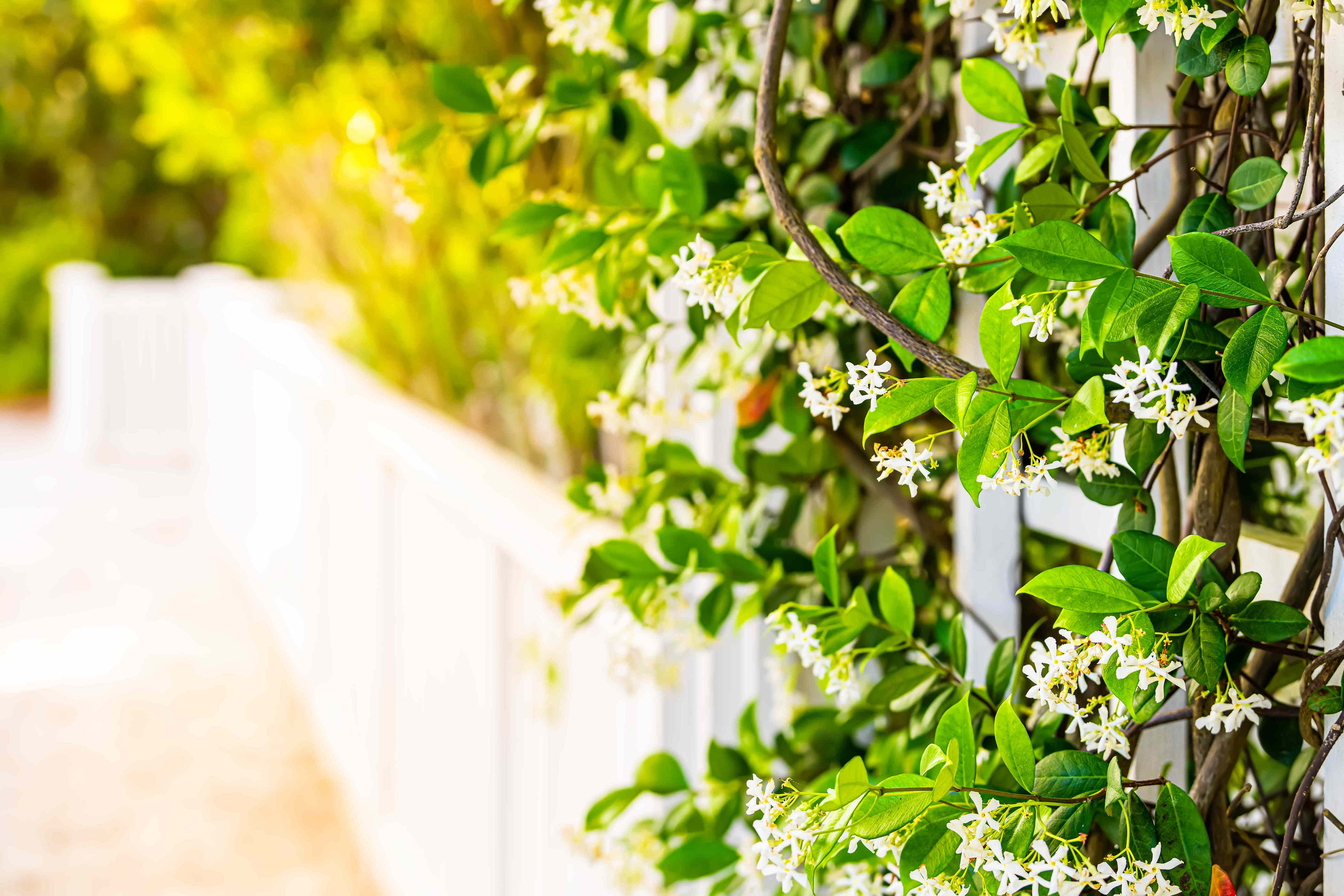 This fast-growing evergreen will make your porch smell incredible all season—even at night