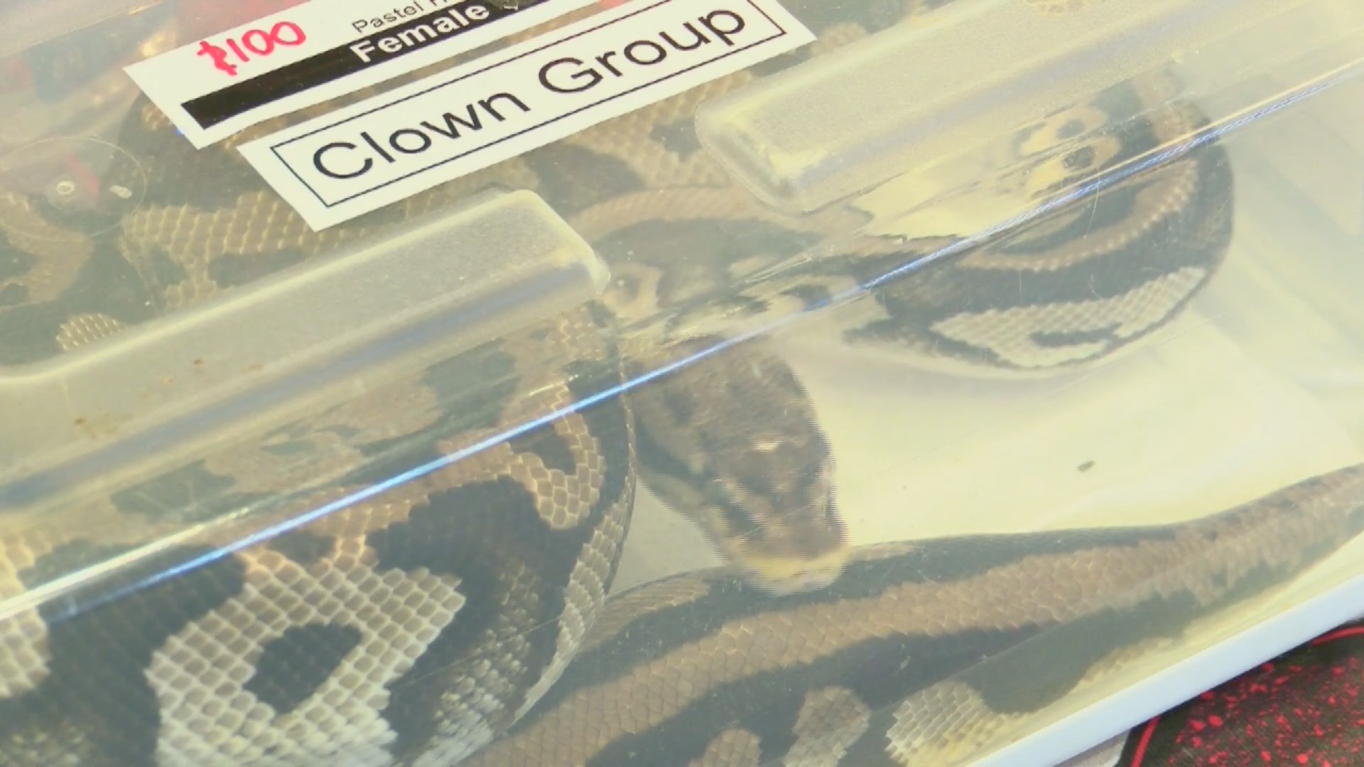 Lizards on display at 10th Electric City Reptile Expo | 28/22 News