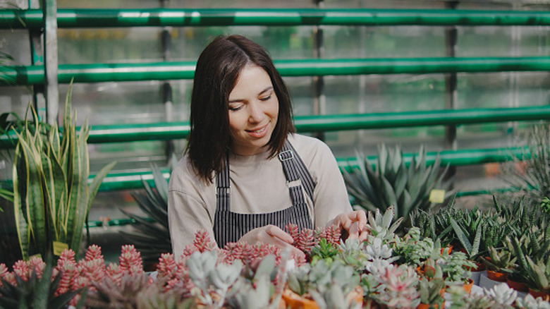 The best way to group and display succulents for an eye-catching garden