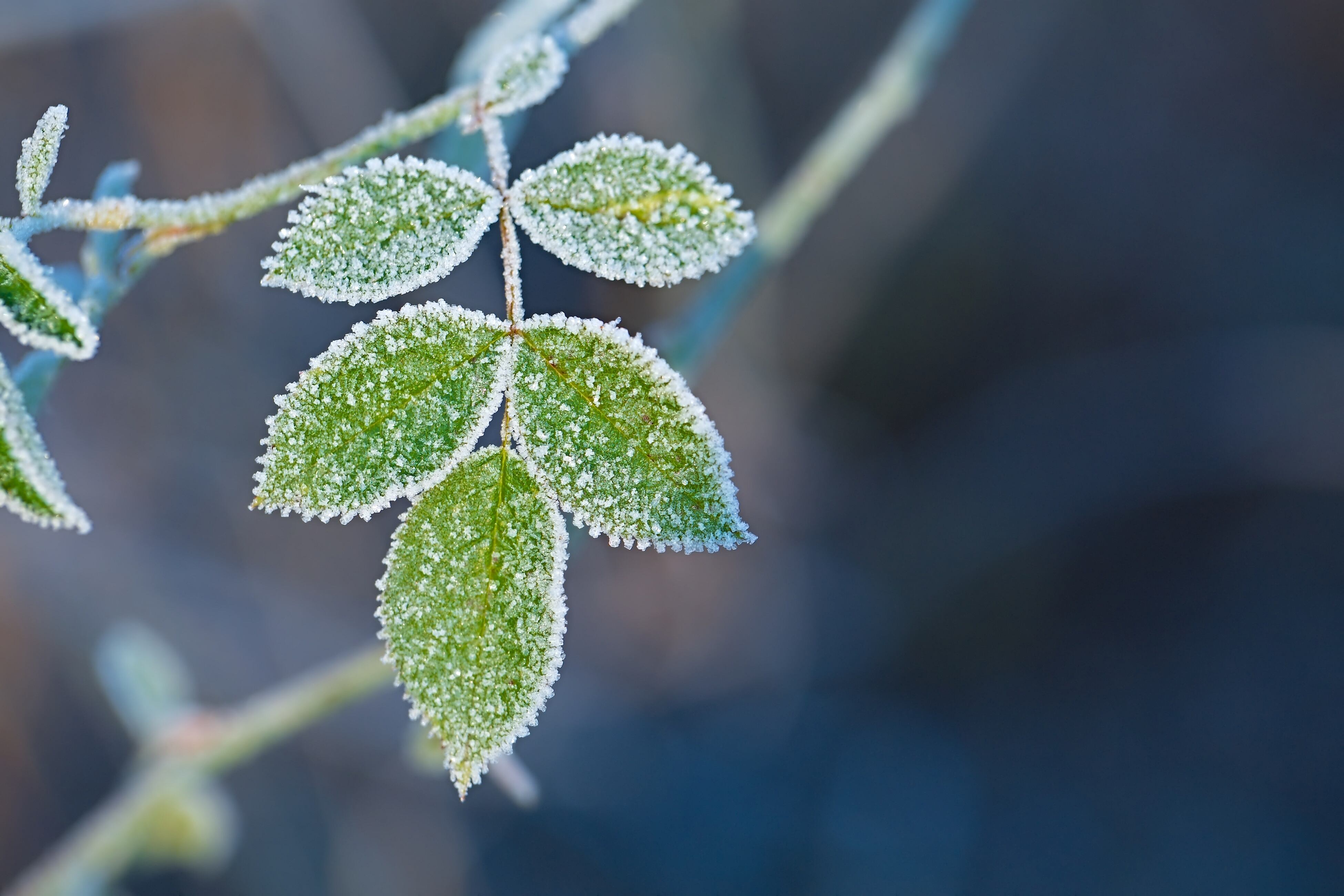 Freeze warning to bring frost to the Miami Valley