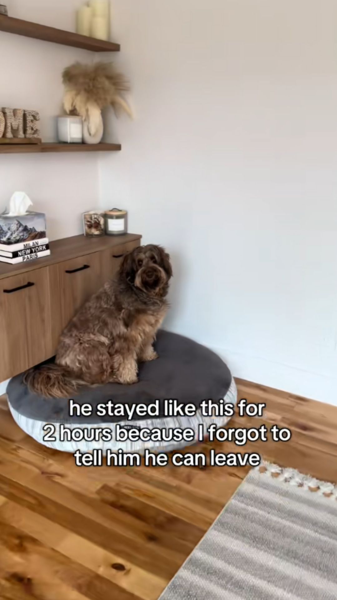 If you teach one command, make it place: Dog training tips