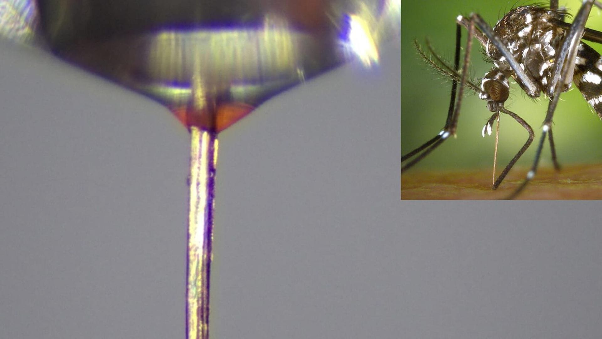 Mosquito proboscis used for 3D bioprinting