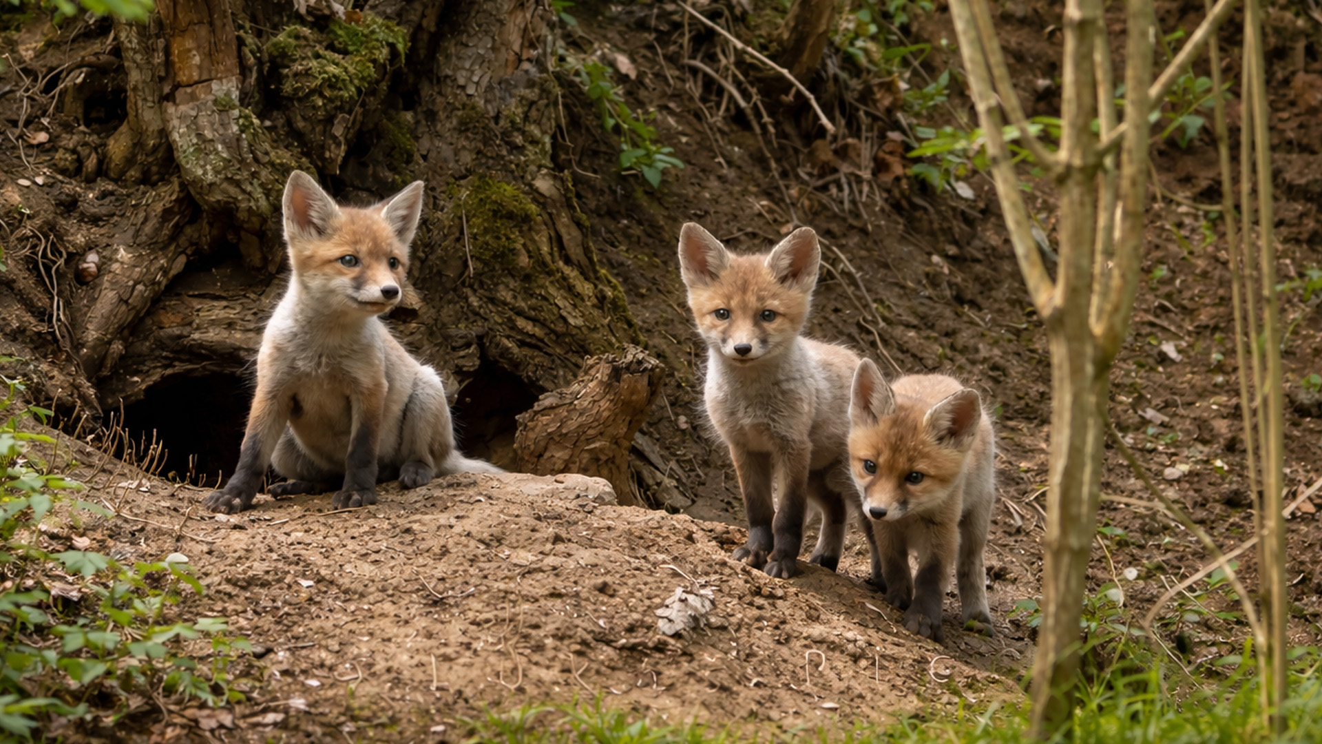 Secret camera footage shows fox cubs exploring the world around them